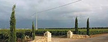 ロッカ ルポ ネロ シシリア ビアンコ 2024 ロッカ社 IGTシチリア ビアンコ