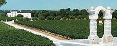 ロッカ ルポ ネロ シシリア ビアンコ 2024 ロッカ社 IGTシチリア ビアンコ