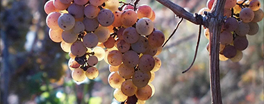 ドゥーカ エンリコ 2015 ドゥーカ ディ サラパルータ元詰 イタリア シチリア フルボディ(重口) 辛口 重厚ボトル 正規品