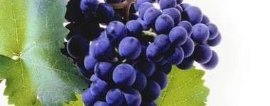 モーゼルラント アクツェンテ・ドルンフェルダー 2023年 モーゼルQbA  750ml （ドイツ 赤ワイン）