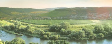 モーゼルラント アクツェンテ・ドルンフェルダー 2023年 モーゼルQbA  750ml （ドイツ 赤ワイン）